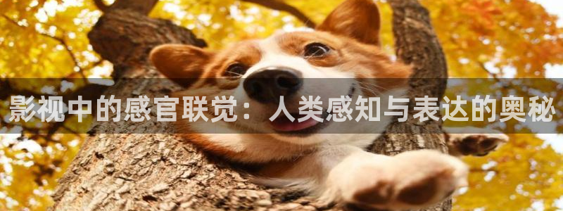 新视觉体育直播
